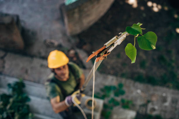 Tree Removal for Businesses in Browns Point, WA